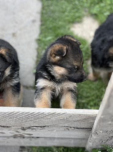 белые щенки: Щенки немецкой овчарки - Окрас: классический чёрно‑рыжий (чепрачный) — 2