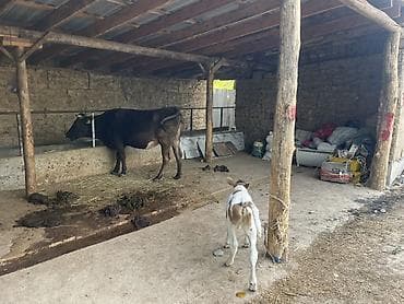 каро: Продаю | Корова (самка) | Полукровка | Для молока | После отела — 1
