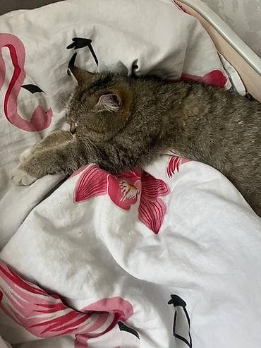 породистый кошка: Кошка, короткошёрстная, окраса серебристый табби с нежным кремовым — 4