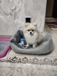 купить собаку шпица недорого: Шпиц, 1 год, Самец, С прививкой, С родословной — 3