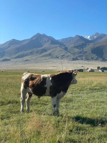 Собаки: Продаю | Бык (самец) | Герефорд | Для разведения | Племенные — 4