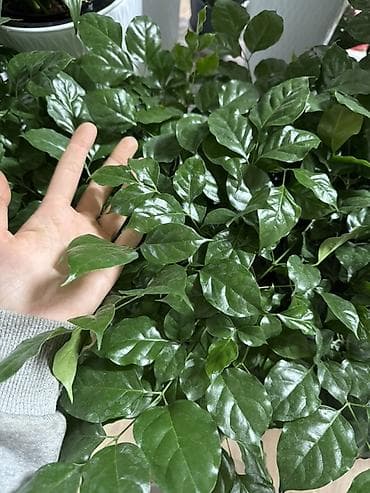 Бонсай: Кустарниковый фикус (Ficus microcarpa, форма «гинсенг/бонсаи») в — 3