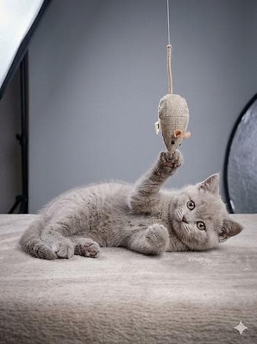 Плюшевые шотландские котята (страйты и фолды) от — 5