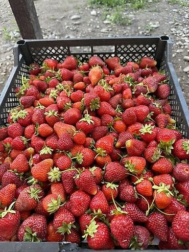 мойка с тумбой для кухни бишкек: Клубника — 2