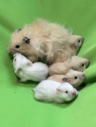 мышку: Продаются хомячки джунгарские, сирийские, ангорские пушистые хомячки — 2