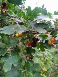 продаю дом в рабочем городке: Дача, 38 м², 2 комнаты, Собственник, Косметический ремонт — 7