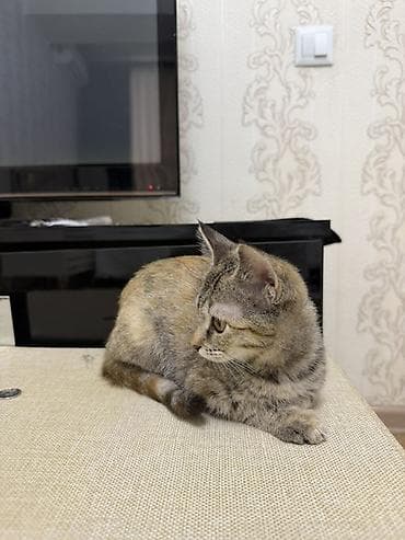 кошки в хорошие руки: Девочка — 3
