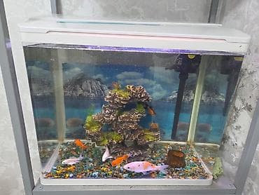 карп сазан амур: Аквариумный комплект с крышкой и подсветкой -Завадской аквариум 60 — 1