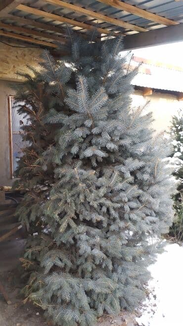 облепиха саженцы: Саженцы деревьев: Ели — 2