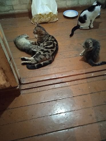 животные кошка: Котята и молодые кошки разных окрасов бесплатно - Домашние котята из — 1