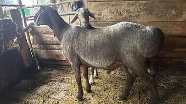 сөөл жан: Сатам | Ургаачы кой (ургаачы), Козу, Кочкор (эркек) — 2