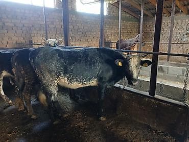 голуби животное: Продаю | Бык (самец) | На откорм | Привязанные — 5