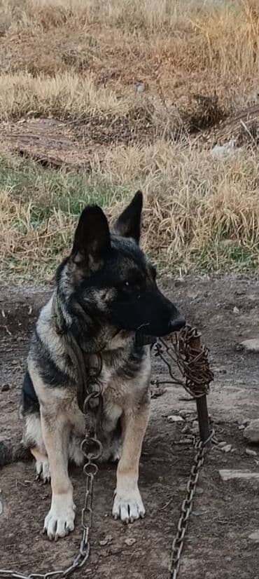 Вязка собак: Овчарка сатылат 3жашта.туй элек. болгон баасы.100$ — 3