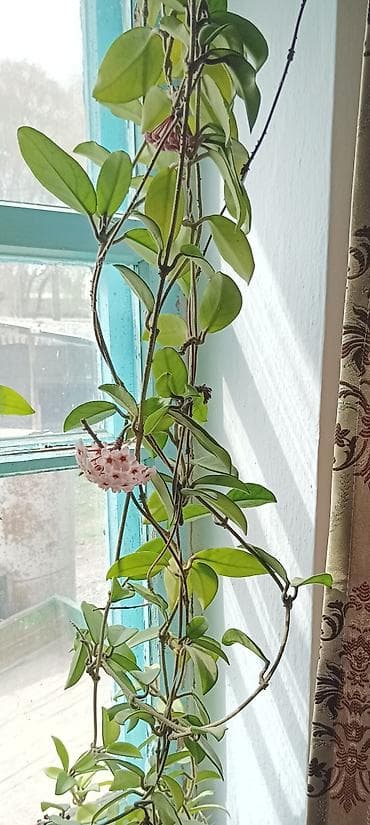 вьющиеся: Продаю два вида домашних цветов: "Хоя",цветет,вьющаяся- цена — 2