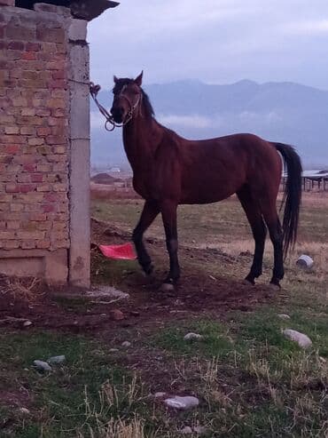 Грызуны: Продаю | Конь (самец) | Полукровка | Рабочий — 3