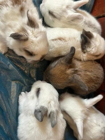 Башка жаныбарлар: Карликовые декоративные крольчата - Порода/тип: мини/декоративные — 4