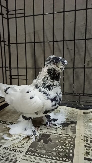 Голуби (САМЦЫ) на продажу. Закрытые, не гоненные, плодные. Нахожусь в