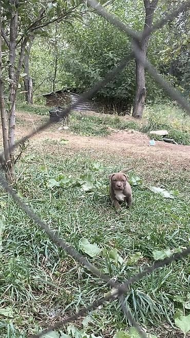 ит сатылат: Щенки Питбуль — 4