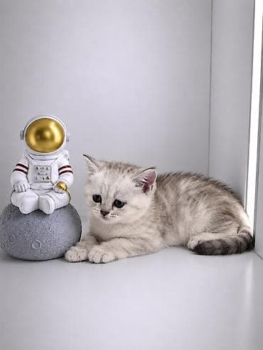 Үй жаныбарлары: Скотиш Страйт (Шотландиялык тик кулактуу), 2 айлык, Эркек, Күмүш өңдүү шиншилла, Лотокко барууга үйрөтүлгөн, Курттардан тазаланган — 1
