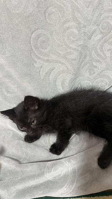 Кошки: Беспородная, 2 месяца, Мальчик, Приучена к лотку, Проглистована — 2