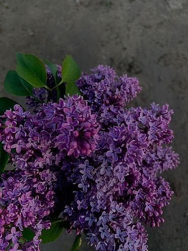 Сирень – срезанные ветви для букетов - Ароматная садовая сирень в