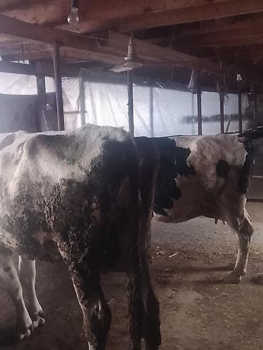 уй жаныбары: Сатам | Уй (ургаачы) | Сүт алуу үчүн | Байланган — 4