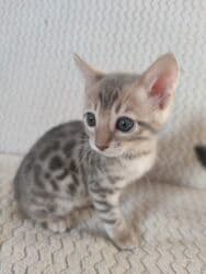 котята саванна купить: Бенгал, 2 айлык, Эркек, Лотокко барууга үйрөтүлгөн — 4