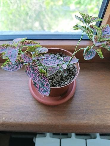 фикус с белыми листьями: Гипоэстес (Hypoestes phyllostachya) «пятнистый» в горшке,есть белый — 8