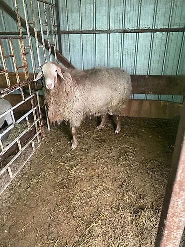 питбуль балыкчы: Продаю | Овца (самка) | Для разведения | Матка — 4
