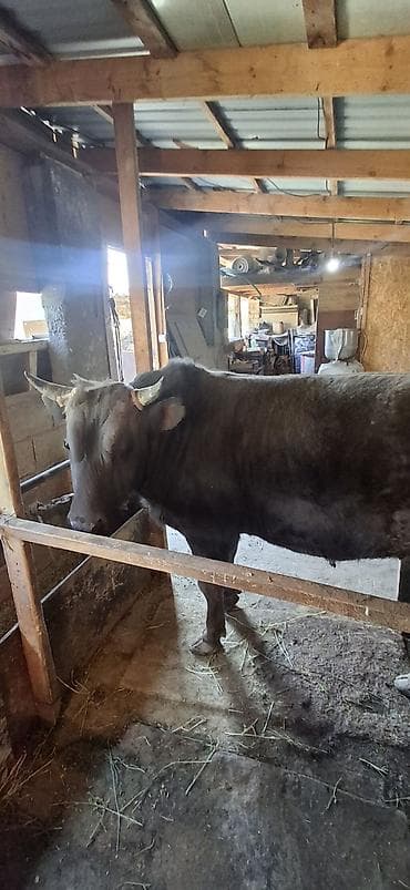 грызуны домашние: Продаю | Бык (самец) | На откорм | Привязанные — 3