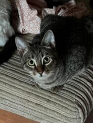 Коты и кошки возраст 5-6 месяцев . Стерилизованы привиты обработаны от