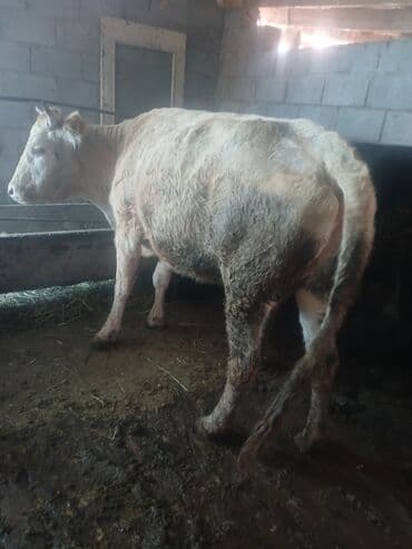 животные для дома: Продаю | Тёлка | Для разведения, Для молока | Стельные — 2