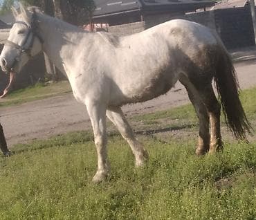 кобылы: Продаю | Кобыла (самка) | Рабочий — 2