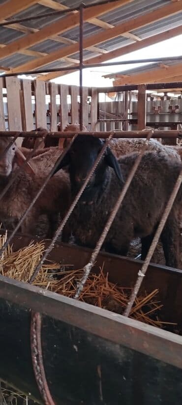 купить медогонку: Кормушка для овец/коз из металлической бочки - Материал: сталь — 6