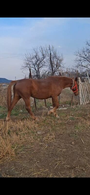 сколько стоит шиншилла маленькая: Продаю | Кобыла (самка) | Дончак | Рабочий — 5