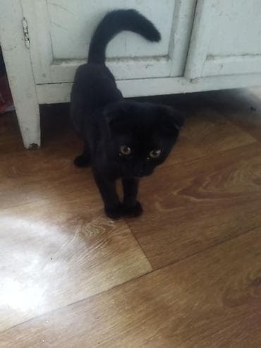 Мышыктар: Шотландский вислоухий котёнок, окрас сплошной чёрный (black). Короткая — 3
