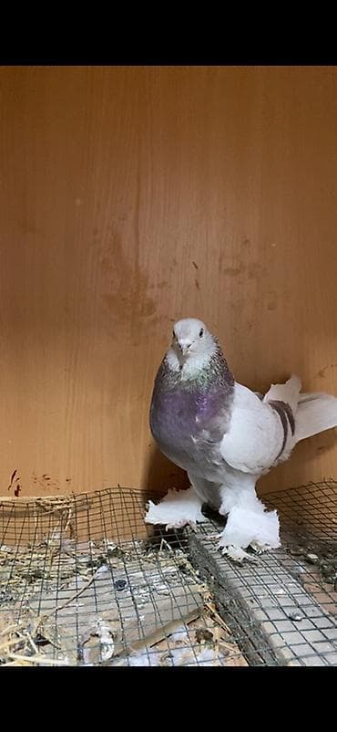 Голуби Самец сиреневый сам за 2500 брал убираю самцов много