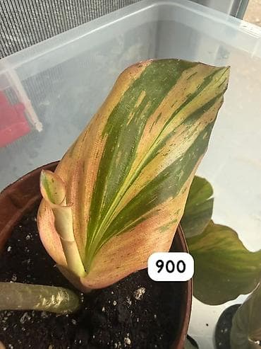 Компферия Calathea/Goeppertia) с необычной окраской листьев — — 6