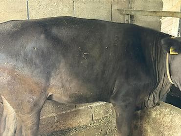 pro plan: Продаю | Тёлка — 3