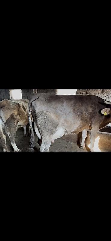 меняю на дом: Продаю | Корова (самка) | Для молока | После отела — 3