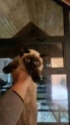 сиамский котенок: Тай, 3 айлык, Ургаачы, Лотокко барууга үйрөтүлгөн — 2