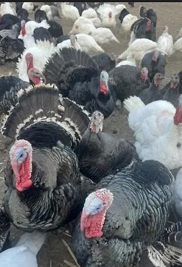 Продаю | Индюк (самец) | Бройлерная | Для разведения | Племенные at lalafo.kg Продаю | Индюк (самец) | Бройлерная | Для разведения | Племенные