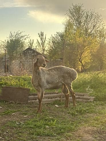товары для животных: Продаю | Баран (самец) | Для разведения | Осеменитель — 1