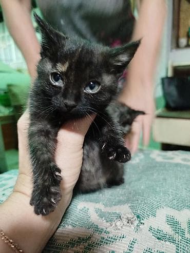 куда отдать кошку бишкек: Котята домашние в добрые руки, необычной расцветки! Кушают всё,лоток — 4