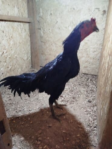 рынок собак в бишкеке: Дакан короз сатылат активный алмашу жолдору бар адрес Бишкек Заря — 1