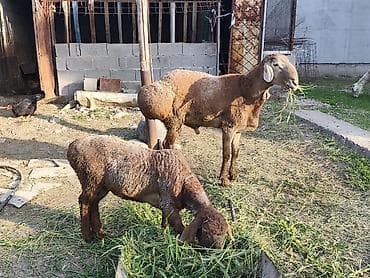 брама изабелла: Продаю | Баран (самец) | Для разведения | Матка — 4