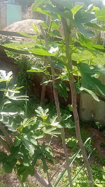 семена перес: Саженцы инжира (Ficus carica) - Вид: листопадный плодовый — 3