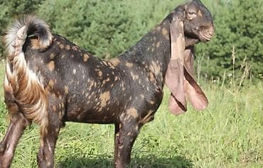 Продаю | Коза (самка) | Камори | Для молока | Племенные