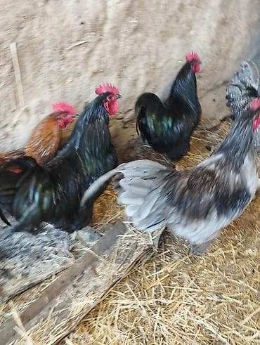 голуби птицы животный: Продаю | Петух | Для разведения — 3