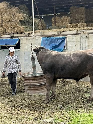 дакан цыпленок: Продаю | Бык (самец) | Племенные — 3